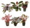 The Red Mixed Box of Aquarium Plants 25L (6 pots)
