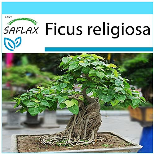 SAFLAX - Geschenk Set - Bonsai - Buddha-Feige/Bodhi-Baum - 100 Samen - Mit Geschenk- / Versandbox, Versandaufkleber, Geschenkkarte und Anzuchtsubstrat - Ficus religiosa