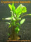 10 Töpfe Cryptocoryne becketii, Wasserpflanzen
