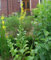 Seedeo Königskerze (Verbascum thapsiforme) 200 Samen