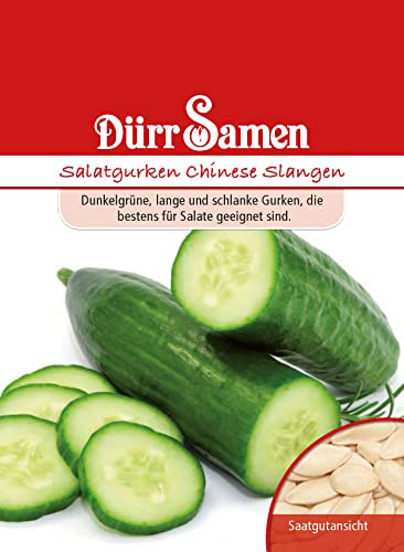 Salatgurke Samen Chinese Slangen Salatgurkensamen Schlangengurke Salat Grüne Gurke ca 60 Korn Saatgut Garten Hochbeet Balkon Kübel Dürr Samen