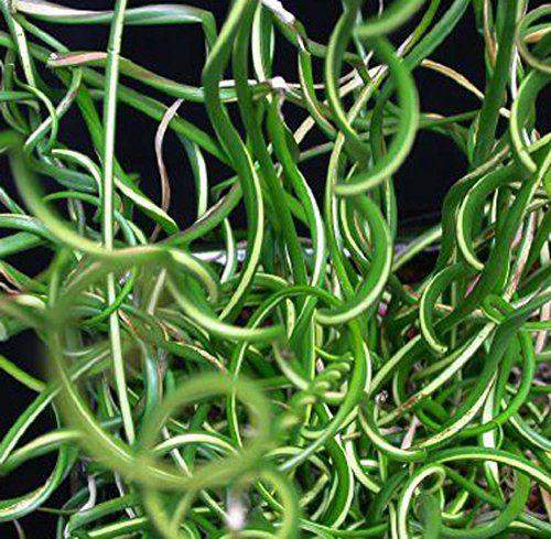 Juncus effusus 'Spiralis' 15cm Pot Size