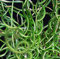 Juncus effusus 'Spiralis' 15cm Pot Size