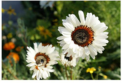 PREMIER SEEDS DIRECT VENIDIUM - CAPE DAISY - ZULU PRINCE - 600 FLOWER SEEDS
