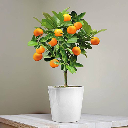Calamondin-Orange - 5 bäume