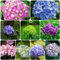 200 piezas Semillas de plantas de hortensias - Hortensias de flores de jardín de mariposas, Hortensias macrophylla, Flores de jardín Semillas de plantas resistentes perennes