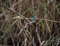 HANSEPUZZLE 25619 - Eisvogel Puzzle 1000 Teile | Tierwelt Puzzle mit hochwertiger Puzzle Aufbewahrung: Kartonbox und Wieder verschließbarem Beutel | Puzzle-Maße: 60 x 46 cm