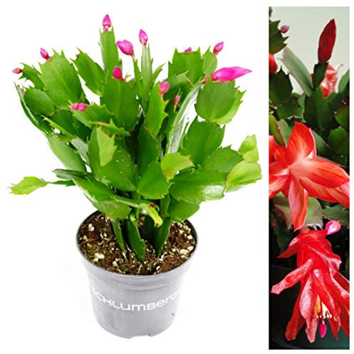 Christmas Cactus - Schlumbergera Red Flower - Arrives A in 10cm Pots