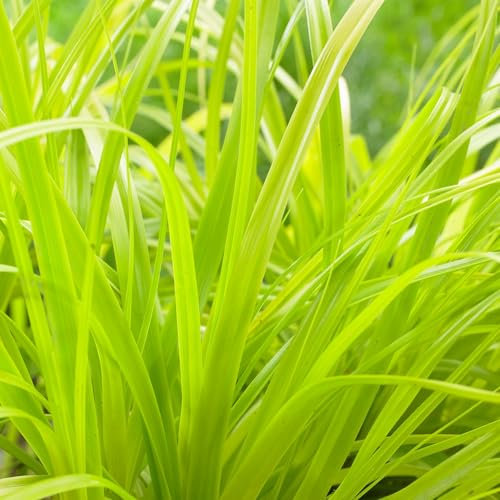Carex 'Everillo'. 1L Plant. Golden yellow grass. Japanese sedge. Evergreen ornamental grass. Available from Bedwen Plants.