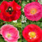 Anemonen zwiebeln,winterhart mehrjährig,anemonen Blumenzwiebeln frühblüher winterhart,Anemonen winterhart,Anemonen Pflanze Winterhart MehrjäHrig,Anemonen Pflanzen Kaufen.-5zwiebeln-D
