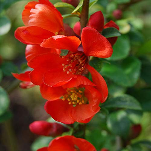 Chaenomeles Japonica 'Sargentii'- Cognassier du Japon 'Sargentii' 30-40 cm en conteneur