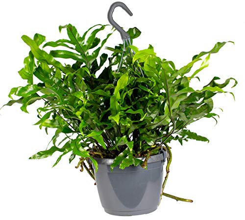 Bloomique - Microsorum Diversifolium - Felce del Canguro - Pianta Pendente - Pianta da Interno - Purifica l’Aria - Alta 10-20 cm - Vaso sospeso 17 cm