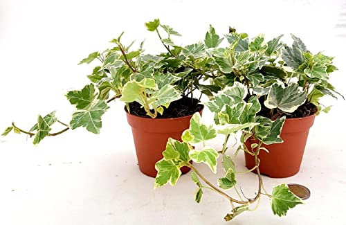 POWERS TO FLOWERS - EDERA VASO 9 VARIEGATA BIANCA, 2 PIANTE, VASO 9CM DIAMETRO, piante vere