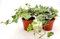 POWERS TO FLOWERS - EDERA VASO 9 VARIEGATA BIANCA, 2 PIANTE, VASO 9CM DIAMETRO, piante vere