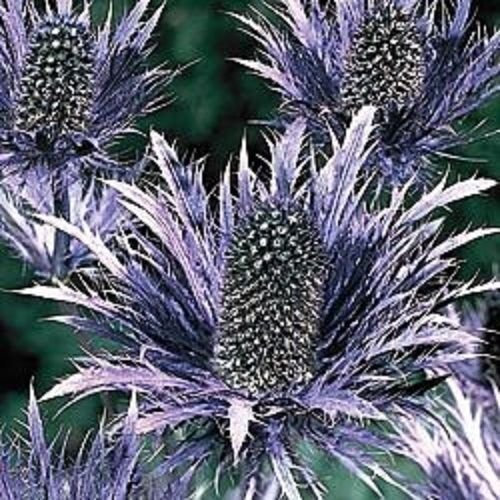 30+ Alpenmeer Stechpalme (Eryngium) Halb di Fiori/Perennia