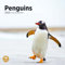 Bright Day Monats-Wandkalender 2025, Pinguine, 30,5 x 30,5 cm, niedliches Naturfotografie-Geschenk