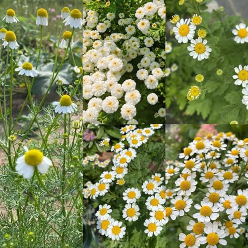 300 pcs Echte Kamille Samen - samen kräuter, balkon (Matricaria chamomilla) bonsai samen, gartenpflanzen winterhart kräuter fensterbank, garten pflanzen flower seeds, bienenweide blüten,