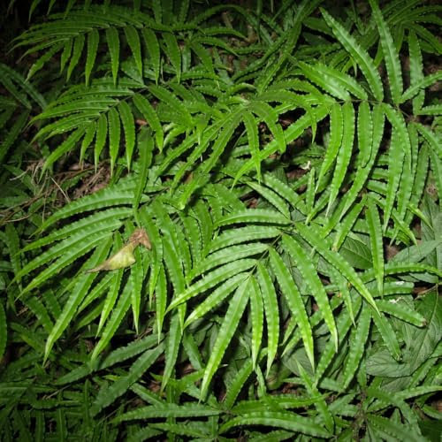 Tropical Fern Pteris umbrosa - Hardy Evergreen Plant for Indoors and Outdoors 9cm Pot x 1 by Thompson & Morgan