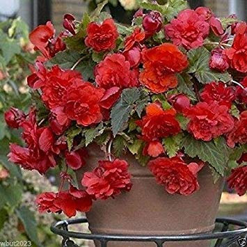 Petsdelite ® 50 Samen Begonien (Samenseedsosa Double Dark Red) toller Behälter für Garten und Terrasse