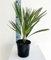 Chamaerops humilis - Vaso 14 - Palma nana - Palma di San Pietro - Pianta vera - Da esterno o Interno