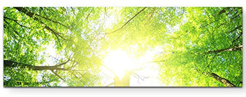 Paul Sinus Art Leinwandbilder | Bilder Leinwand 120x40cm ein Wald an einem sonnigen Tag