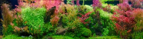PondPlantsUK - Mixed Amount of Tropical Aquatic Plants No Lead (25 Weighted Red Aquarium Plants (5 Bunches))