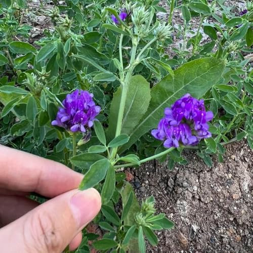 semi di erba medica perenni, piante da giardino semi di erba medica piante esotiche semi di aiuola rialzata da giardino seminare vecchie varietà piante in vaso estremamente resistenti 1000pcs
