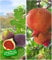 BALDUR Garten Feigen-Kollektion, 2 Pflanzen Rouge de Bordeaux und Granatapfel