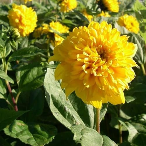 6x Stauden-Sonnenblume 'Soleil d'Or' - Helianthus decapetalus 'Soleil d'Or' - Topf 9x9cm - Gelbe Gartenstaude