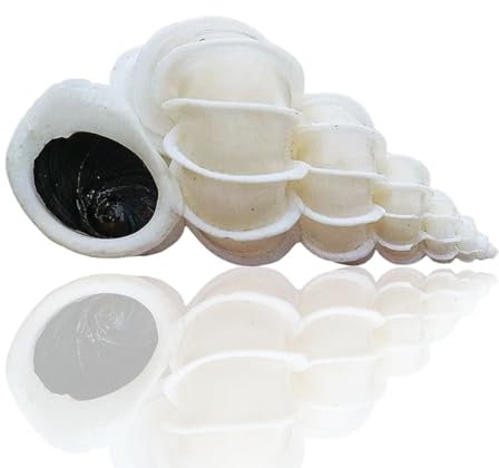 Grand coquillage naturel de la plage de la mer, Coquillages naturels rares conques Qishi escargot 4,5-5 cm for la décoration(5~5.5cm)