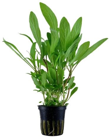 Aqua Essentials Hygrophila costata - Easy Grow Background Aquarium Plant