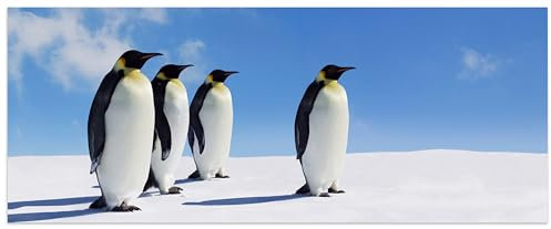 wandmotiv24 Leinwandbild Königspinguine, Pinguine, EIS, Tiere 100x40cm (BxH) M1095