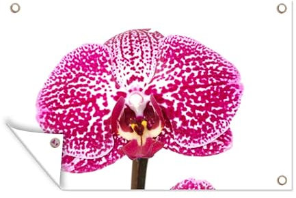 MuchoWow Outdoor-Poster Poster Wanddeko draußen Deko Garten Gartenposter 60x40 cm Orchidee rosa
