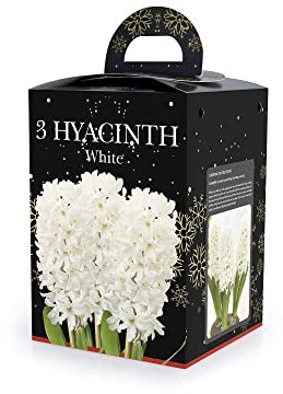 Jamieson Brothers Hyacinth Bulbs White -2 Bulbs - Gift kit Box