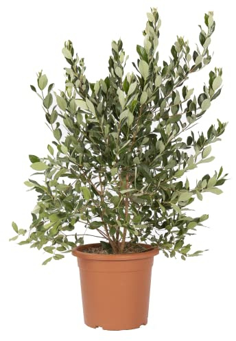 KENTIS - Feijoa Acca Sellowiana con Decorazione Vaso in Juta - Piante Vere da Esterno da Frutto - Pianta da Giardino Sempreverde - H 100/125 cm Vaso Ø 24 cm