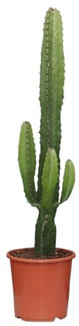 Trendyplants - Euphorbia Acrurensis - Kaktus - Höhe 40-60 cm - Topfgröße Ø17cm