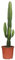 Trendyplants - Euphorbia Acrurensis - Kaktus - Höhe 40-60 cm - Topfgröße Ø17cm