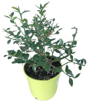 Árbol de Caviar Cítrico Natural – Ideal para Huertos y para Cultivar en Maceta