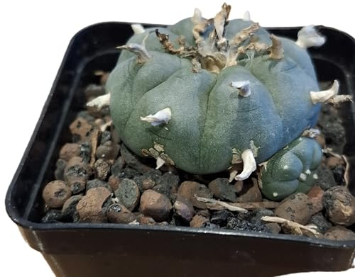 Lophophora williamsii, Kaktus, 5-5,5cm mit kleinem Ableger