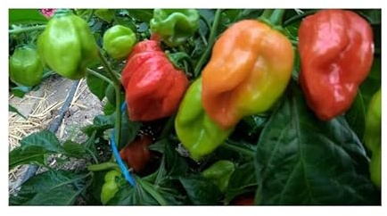 Stk - 5x Tropical Red Habanero Chili Samen Saatgut Küche Garten PW214 - Seeds & Plants Shop by Ipsa