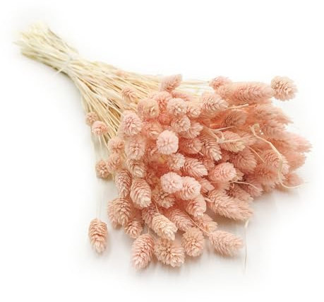 Enchanted Dekogras Getrocknetes Gras Ziergras Kanariengras Phalaris Trockenblumen Natürlich Boho Ca. 100 Stück 80 g Hellrosa