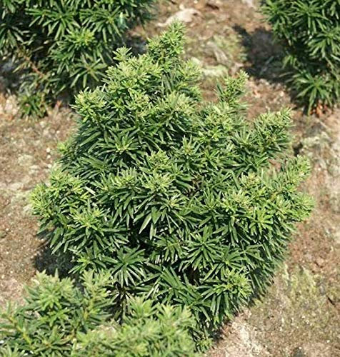 Zwerg Eibe Fips 20-25cm - Taxus baccata - lebende Gartenpflanze aus den Baumschulen