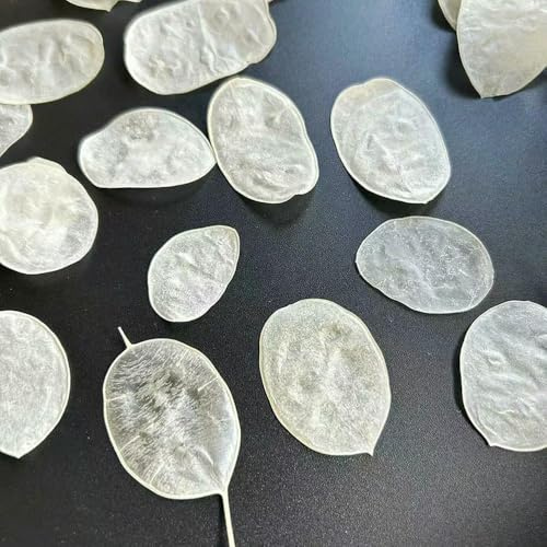 LIUBI Gepresste getrocknete Lunaria annua-Blattblume, Herbarium für Harz-Epoxidharz, Schmuck, Karte, Lesezeichen, Rahmen, Handyhülle, Make-up-Lampe, 200 Stück