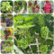 semi di vite piante di uva uva piccoli piantare piante perenni all'aperto piantare frutta fresca semi da giardino da giardino - serie rare - spalliera frutta dei vite 120pcs