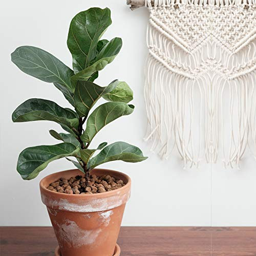 Fiddle Leaf Fig Air Purifying House Plant Tropical Looking with Large Glossy Leaves, 2 x Ficus Lyrata House Plants in 12cm Pots by Thompson and Morgan