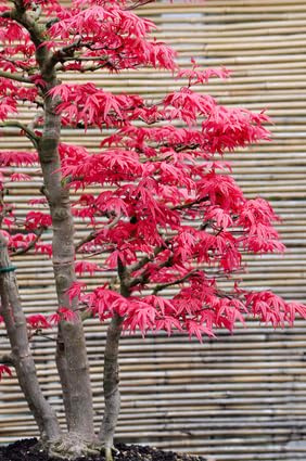 Dreispitzahorn Acer Burgeranum 10 Samen Bonsai geeignet