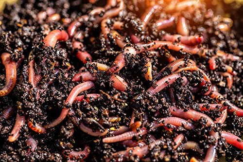 BIOTICA Lombrichi Rossi californiens vivants Eisenia fetida – 1,5 kg – pour compostage domestique Vermicompost en composteur pour production d'humus – Vers de terre parfaits également pour la pêche