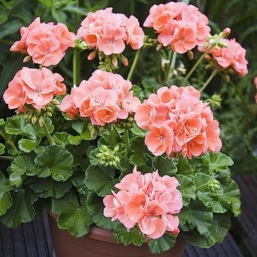 600 Stück rosa Geraniensamen, Blumenpflanze, Büro, Bonsai, Hausgarten, Balkon, Dekor, Blume, Obstbaum, Gemüsesamen Geraniensamen 600 Stück