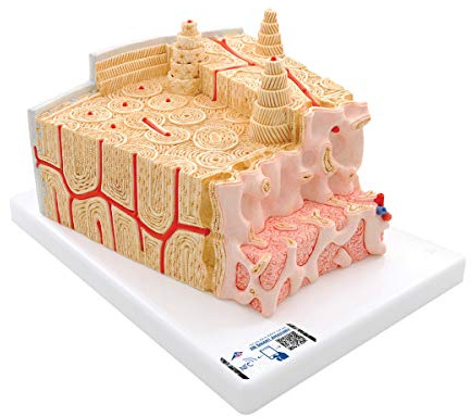 3B Scientific Menschliche Anatomie - MICROanatomy ™ Knochenstruktur - 80-fache Vergrößerung + kostenlose Anatomie App - 3B Smart Anatomy