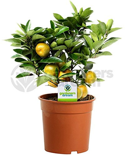Citrus Calamondin – 1 x Oranger d'Appartement pour la Maison ou le Bureau en Pot